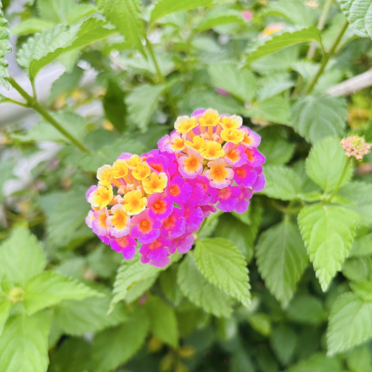 お花博士になれるかも!?